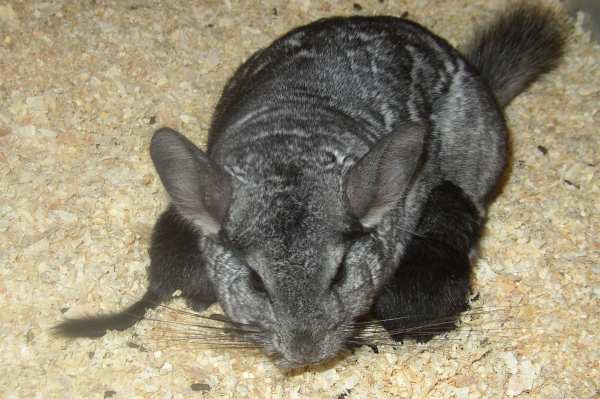 mombasaandkits6.jpg