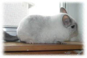Casper