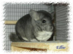 Ellie