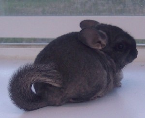 Demeter (8 weeks old)