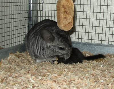 Pandora and her kit (Tanzy)